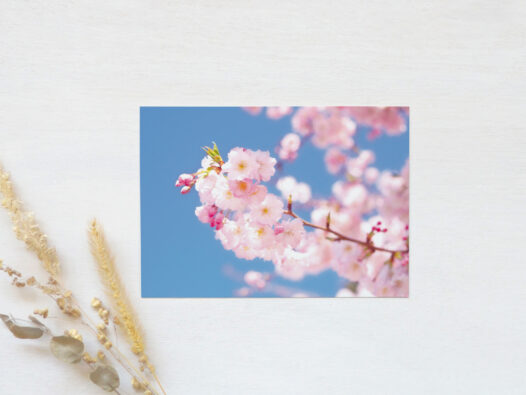 Carte postale photo Cerisier japonais • Papier Lune