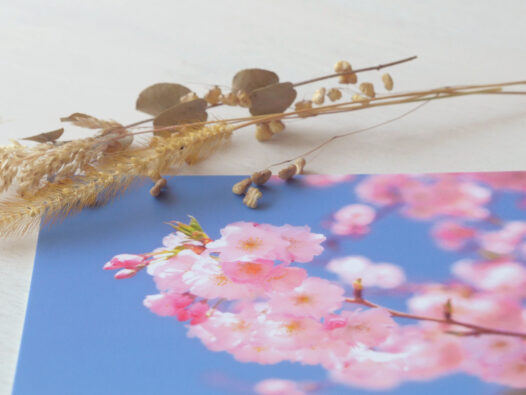 Carte postale photo Cerisier japonais • Papier Lune