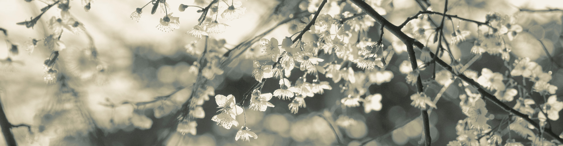 HOME_flex_cerisier_papier_lune_01_1920x500