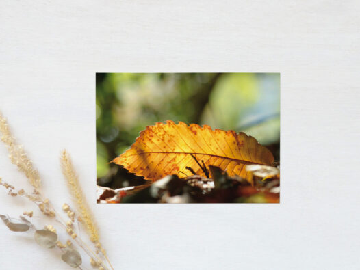 Carte postale photo Automne • Papier Lune