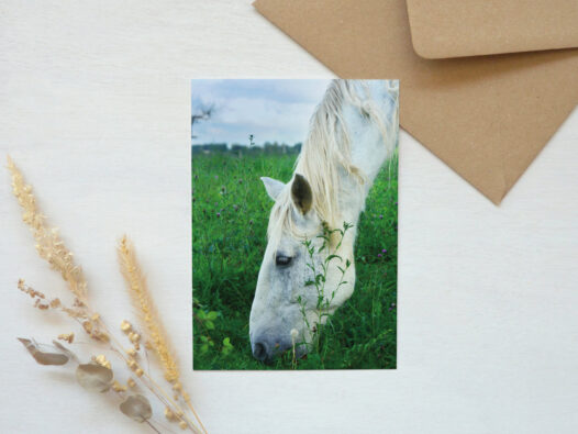 Carte postale photo Cheval blanc • Papier Lune