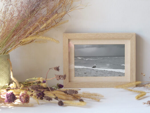 Carte postale photo Goéland • Papier Lune