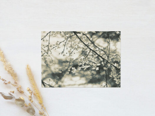 Carte postale photo Cerisier • Papier Lune
