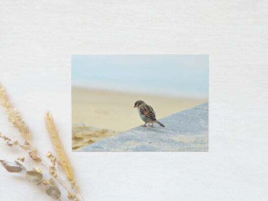 Carte postale photo Oiseau • Papier Lune