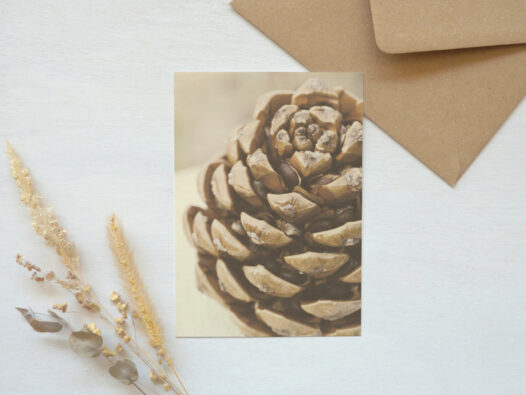 Carte postale photo Pomme de pin • Papier Lune