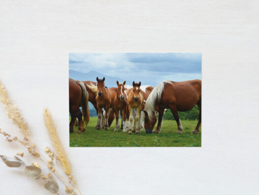 Carte postale photo Poulains et chevaux • Papier Lune