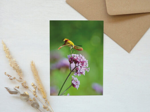 Carte postale photo Papillon • Papier Lune