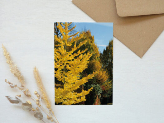 Carte postale Ginkgo biloba en automne • Papier Lune