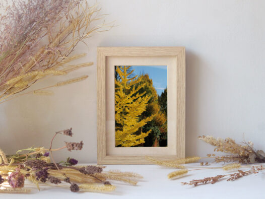 Carte postale Ginkgo biloba en automne • Papier Lune