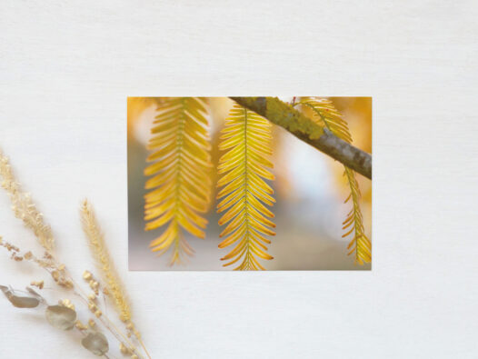 Carte postale Nature en automne • Papier Lune
