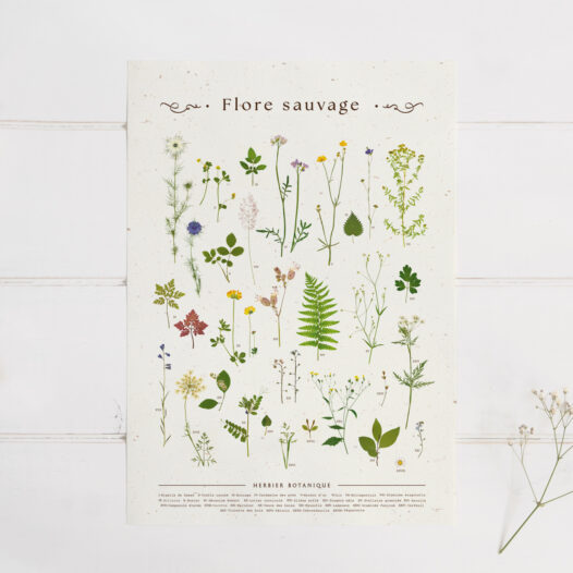 Affiche Flore sauvage - planche botanique • Papier Lune