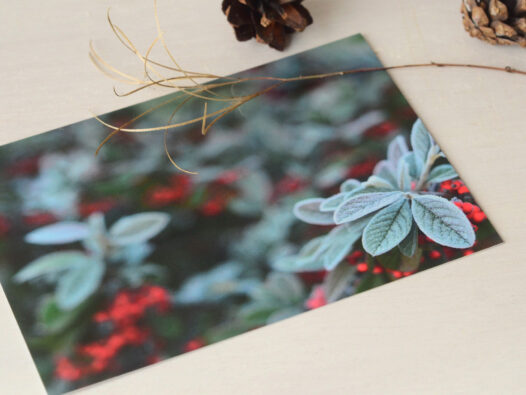 Papier Lune • Carte Nature en hiver