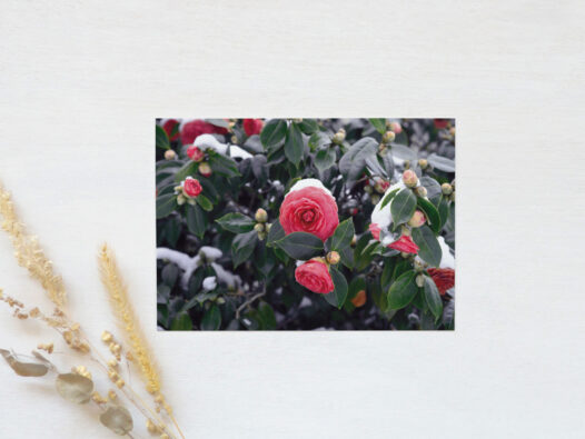 Carte postale Fleurs en hiver • Papier Lune