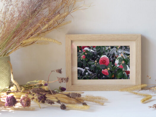 Carte postale Fleurs en hiver • Papier Lune
