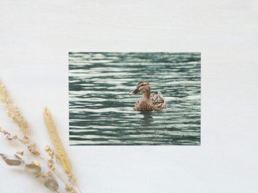 Carte postale Canard Colvert • Papier Lune