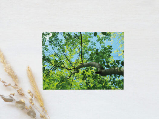 Carte postale Arbre de printemps • Papier Lune