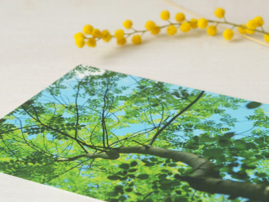 Carte postale Arbre de printemps • Papier Lune
