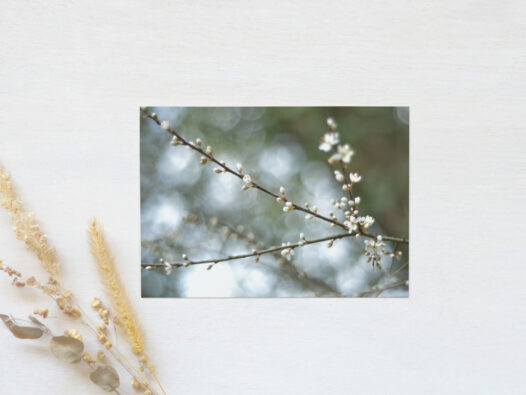 Carte postale Cerisier au printemps • Papier Lune