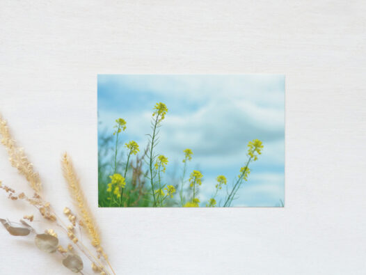 Carte postale Fleurs de printemps • Papier Lune