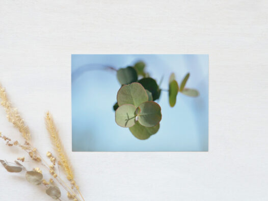 Carte postale Eucalyptus au printemps • Papier Lune