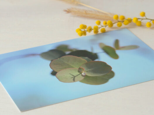 Carte postale Eucalyptus au printemps • Papier Lune