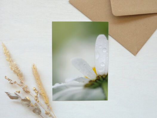 Carte postale Fleur de marguerite • Papier Lune