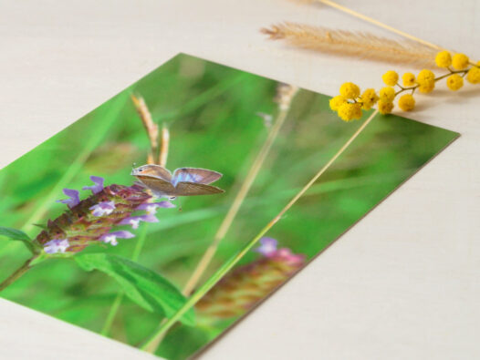 Carte postale Papillon au printemps • Papier Lune
