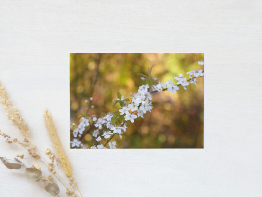 Carte postale Cerisier en fleurs • Papier Lune