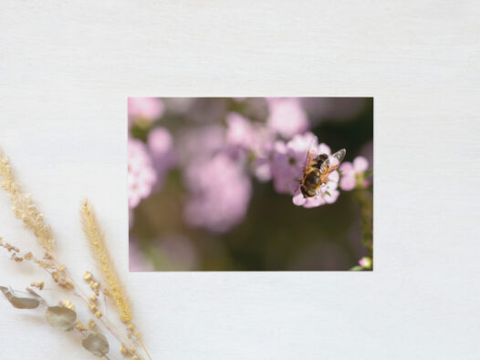 Carte postale Abeille sur une fleur • Papier Lune