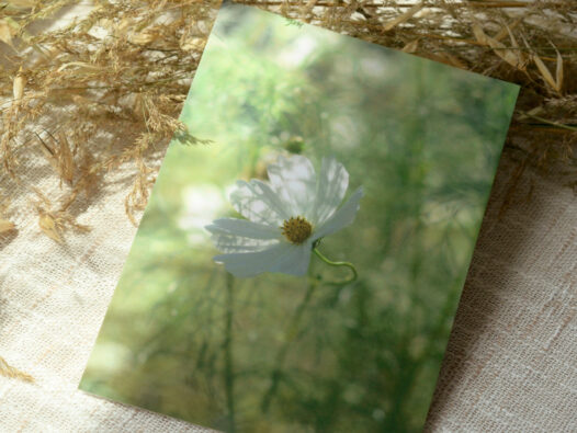 Carte postale Nature : Fleur de Cosmos • Papier Lune