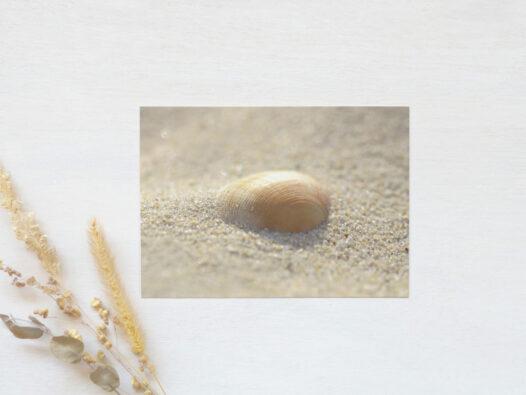 Carte postale Coquillage sur une plage • Papier Lune