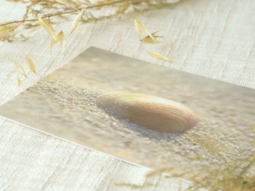 Carte postale Coquillage sur une plage • Papier Lune