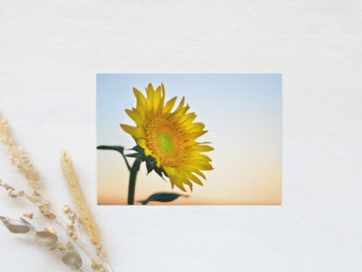 Carte postale photo Tournesol • Papier Lune