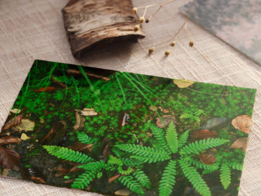 Carte postale Petit jardin forestier • Papier Lune